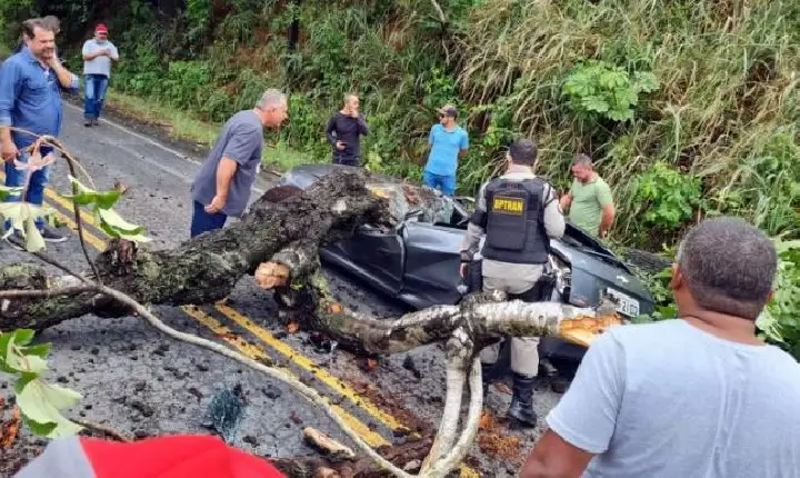 Árvore cai sobre carro e mata condutor na rodovia que dá acesso ao município de Bananeiras no Brejo